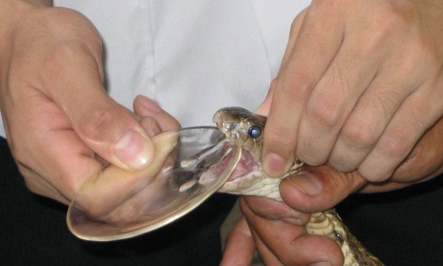 Como um homem sobreviveu a 20 mordidas venenosas de cobras