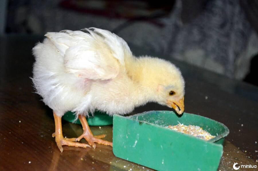 Baby Chicken Eating