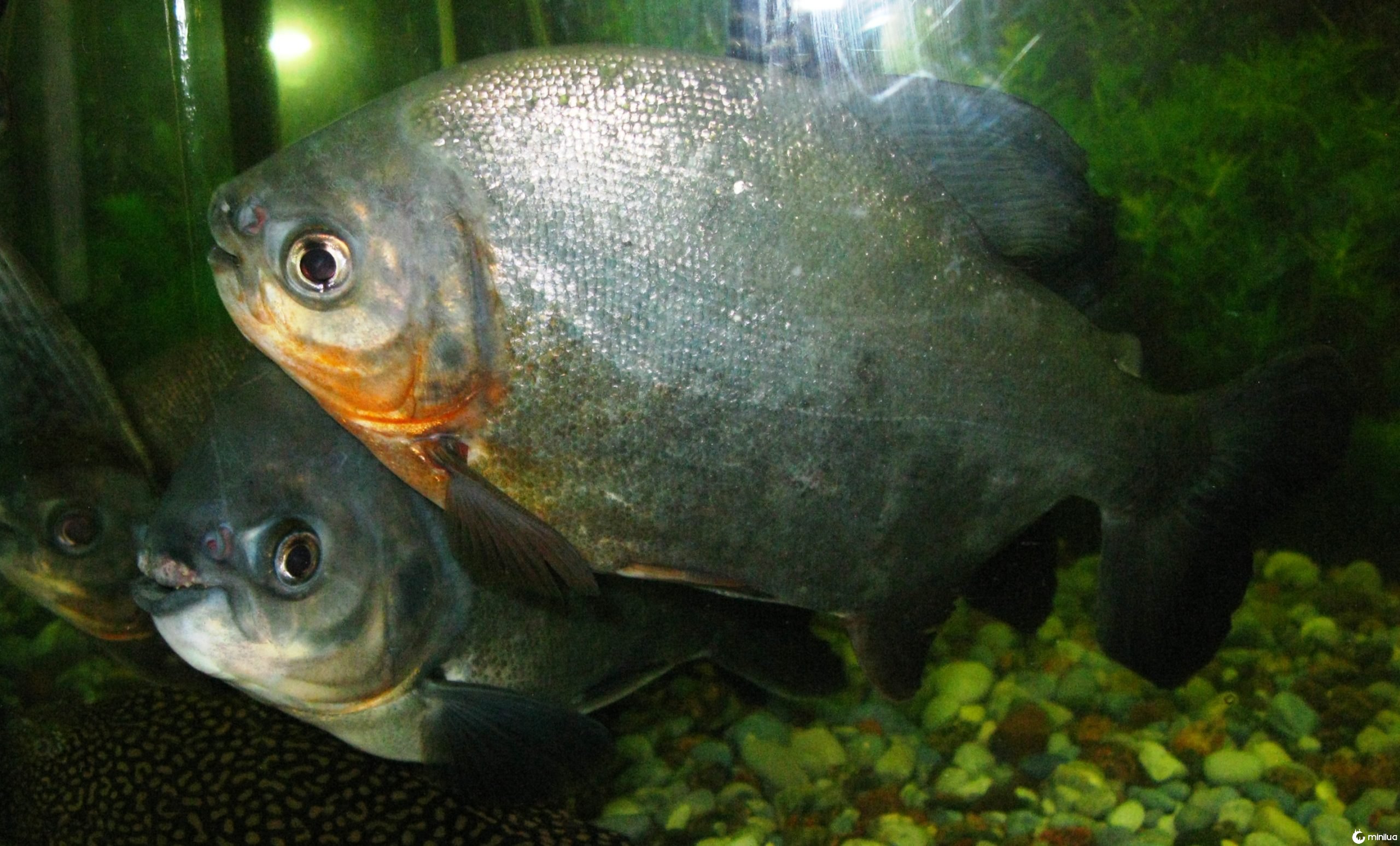 vegetarian piranha