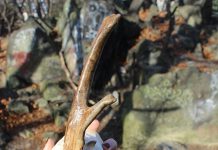 Os misteriosos unicórnios gerados pela natureza