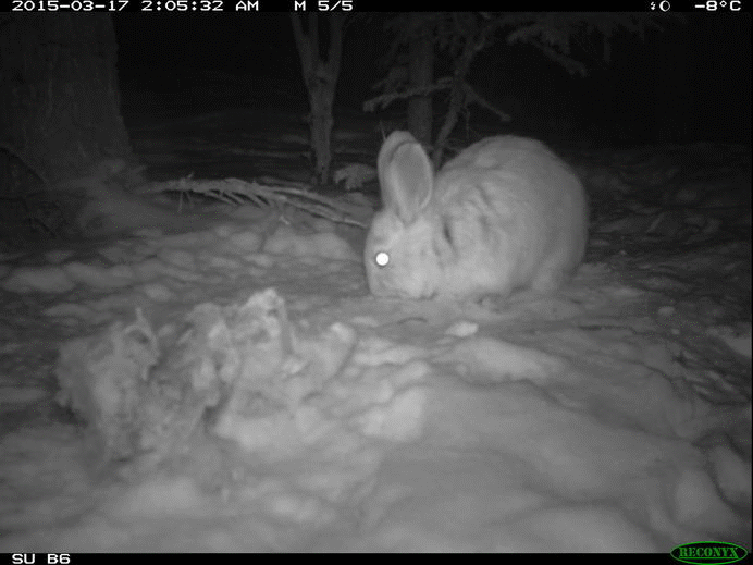 snowshoe hare eating