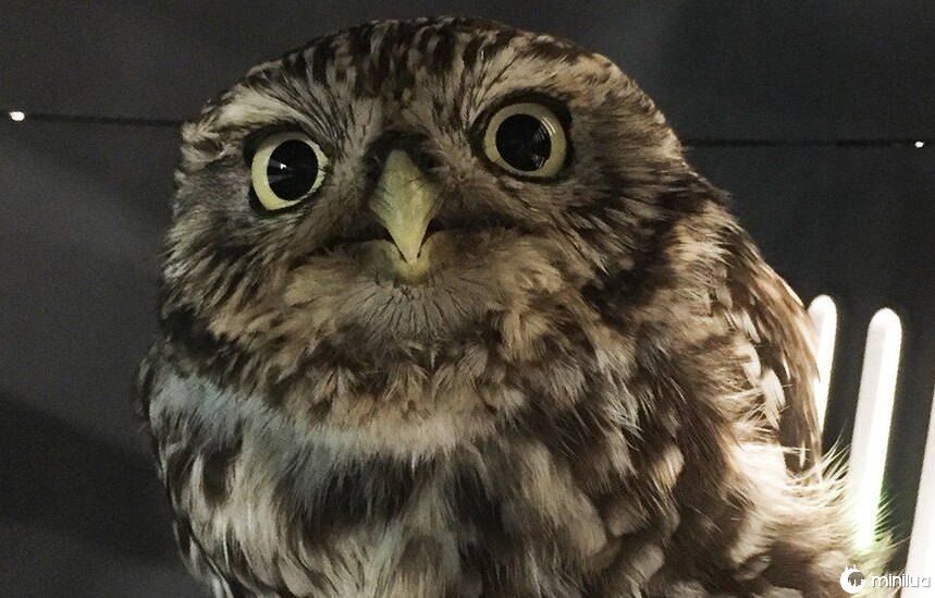Owl That Was Too Fat To Fly