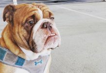 Cachorro solitário deixa milhares de coração partido por estar farto da quarentena