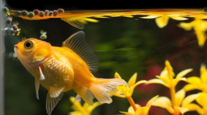 Quanto tempo dura a memória de um peixe dourado?