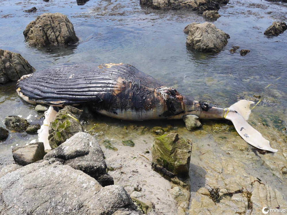 rotting whale carcass
