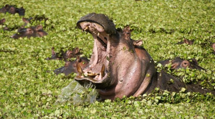 Descubra como a carne de hipopótamo se tornou um desejo de um grupo de americanos