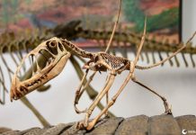 Os pterosauros eram realmente dinossauros voadores?