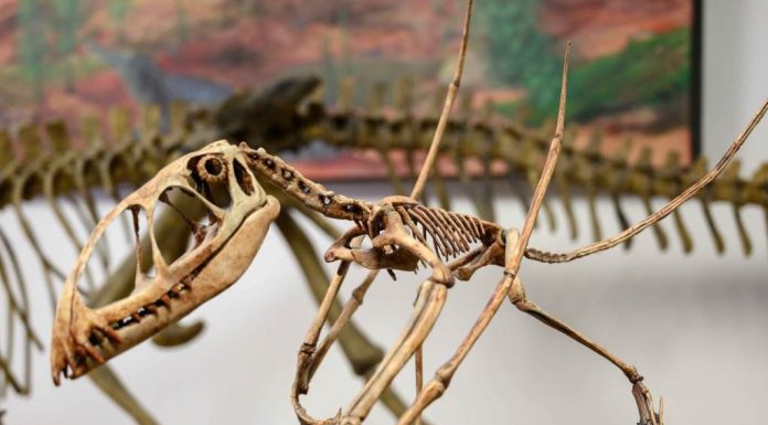 Os pterosauros eram realmente dinossauros voadores?