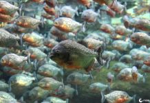 Por que as peixe piranha ganhou a fama de ser tão perigoso?