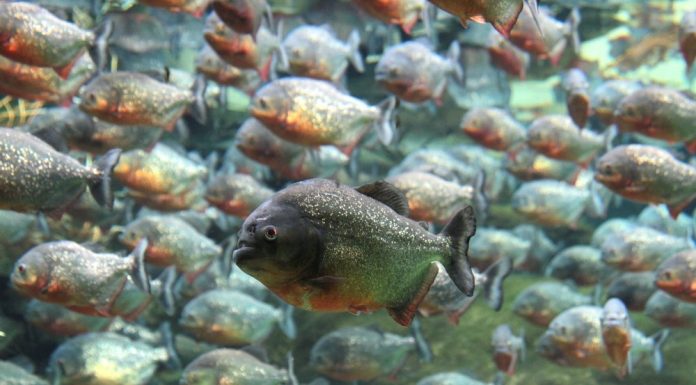 Por que as peixe piranha ganhou a fama de ser tão perigoso?