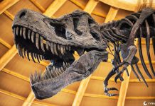 Por que os cientistas pensam que o T. REX poderiam bater palmas?
