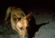 O curioso mecanismo de defesa que os gambás usam para evitar a morte