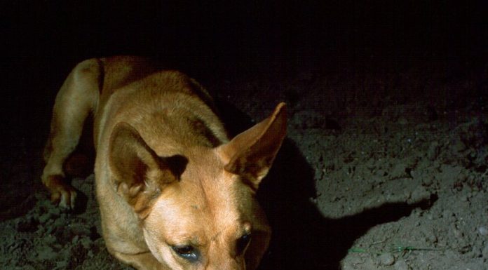 O curioso mecanismo de defesa que os gambás usam para evitar a morte