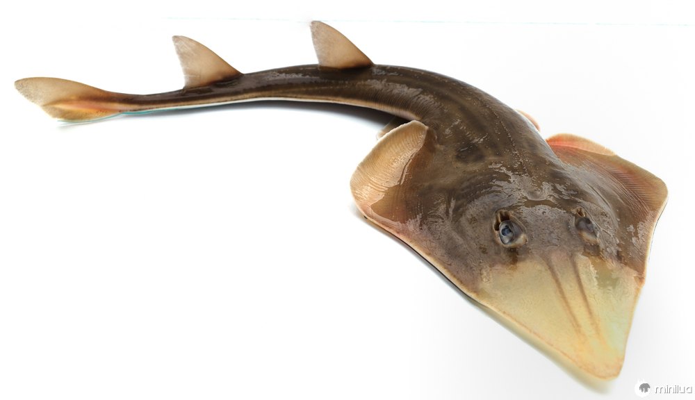 clearnose skate