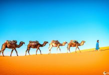 Descubra o que comerciantes de temperos da India usavam para manter seus temperos frescos durante as viagens