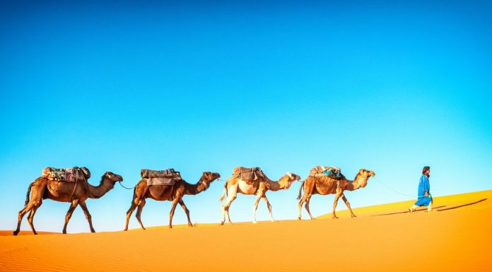 Descubra o que comerciantes de temperos da India usavam para manter seus temperos frescos durante as viagens
