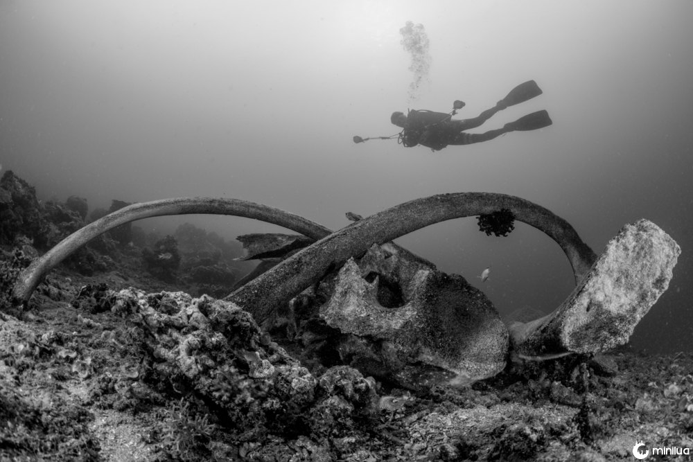 whale skelton