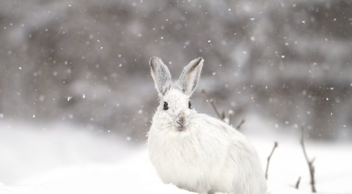 Os surpreendentes coelhos carnívoros da América do Norte