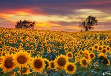 Os Girassóis sempre acompanham o Sol?