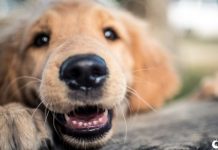 Segredo por trás do nariz frio de cães revelado por cientistas