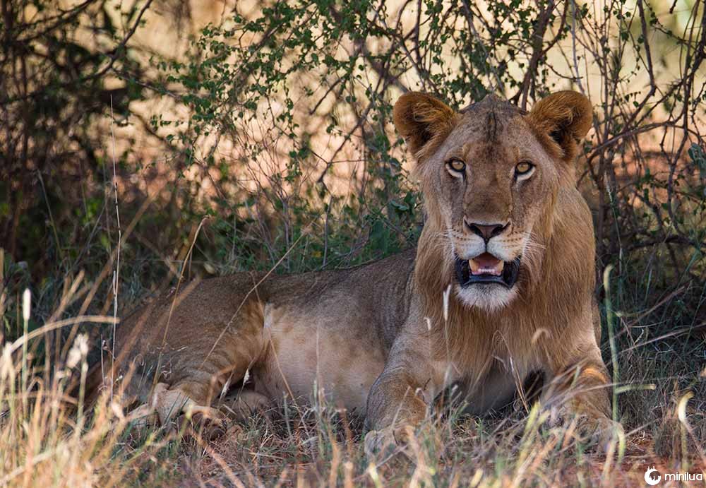 tsavo lion