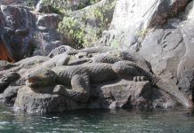 Conheça o temível clube de guerra da garra do crocodilo