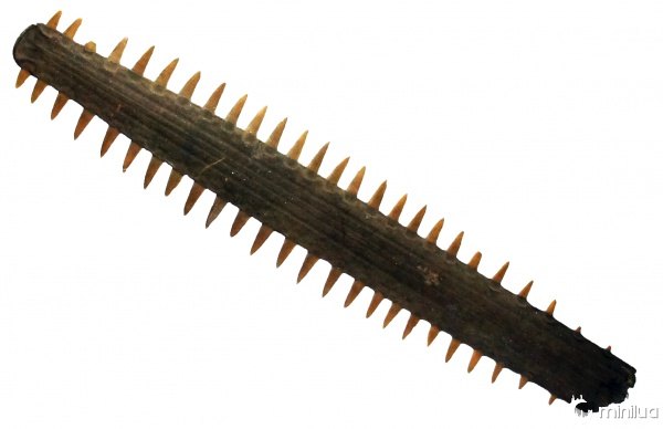 Bico de peixe serra, 60cm.