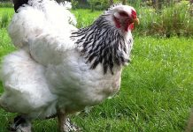 Você já viu uma galinha Brahma? Essa é a maior galinha que você verá