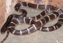 Inversão de papéis: homem indiano morde cobra até a morte