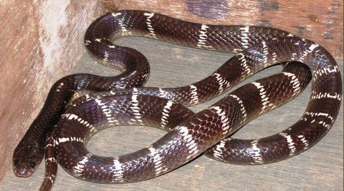 Inversão de papéis: homem indiano morde cobra até a morte