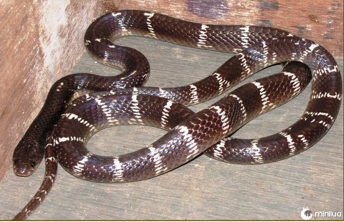 common krait snake