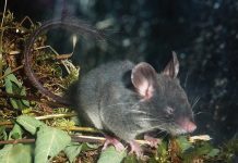 Este rato utiliza Ecolocalização e é basicamente um morcego sem asas