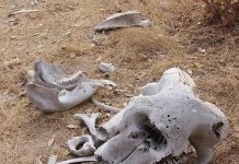 Cemitérios de elefantes: o El Dorado da África