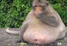 Macaco Chunky obeso aprecia alimentos e refrigerantes