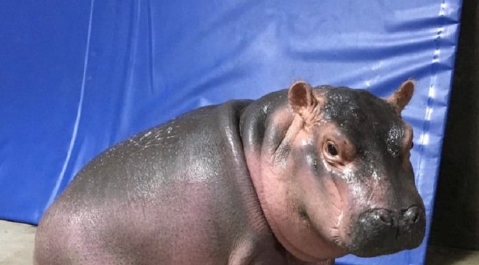 Bebê Hipopótamo que nasceu prematura ganha espaço só seu no Zoológico de Cincinnati