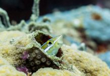 Peixe sem medo se defende dos atacantes com uma mordida que os paralisa