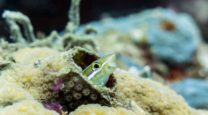 Peixe sem medo se defende dos atacantes com uma mordida que os paralisa