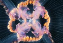 Jellyfish cósmico ilumina o mar profundo