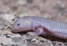 É uma minhoca ou é um lagarto?