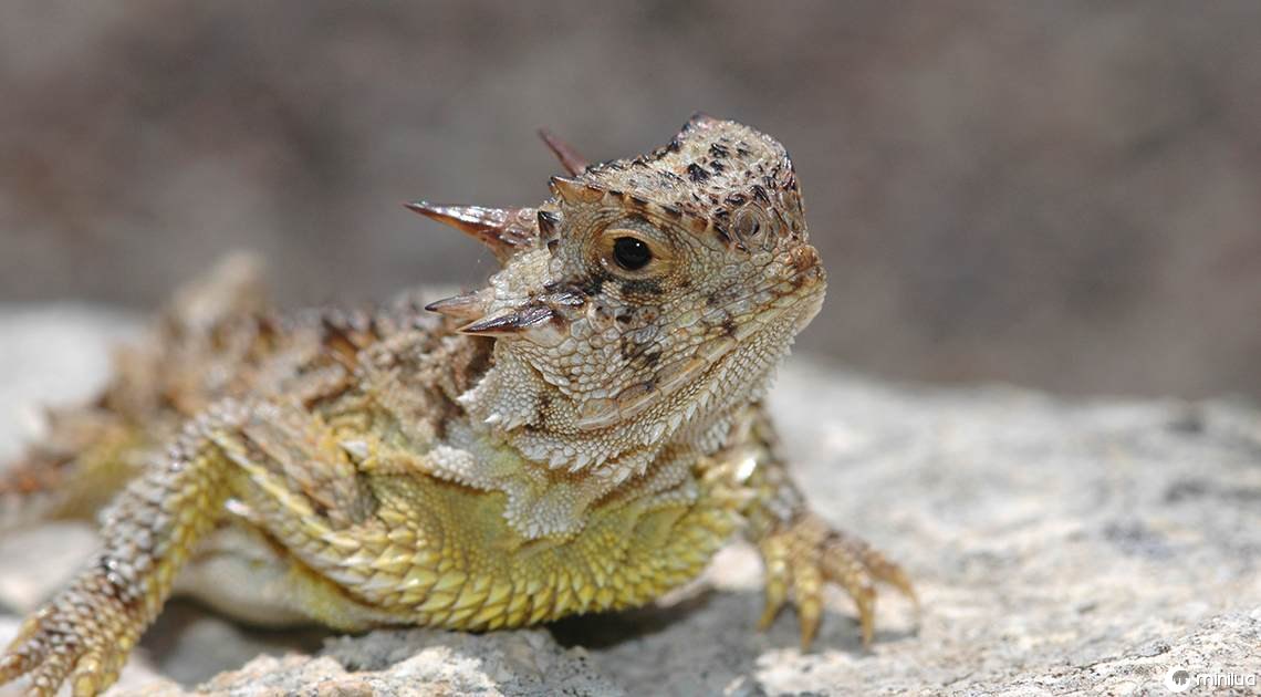 texas horned toad
