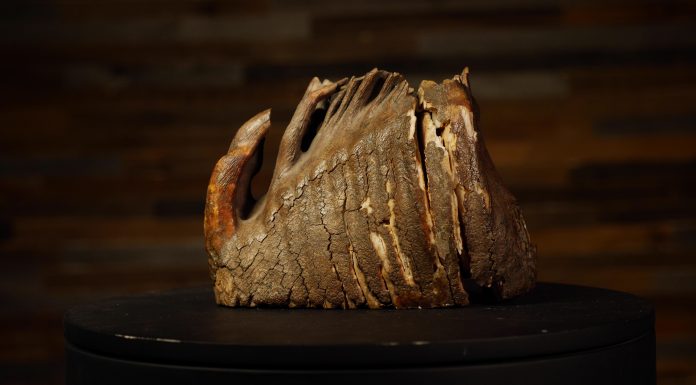 Muitas culturas pensam que estes dentes pertencem a gigantes