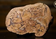 Esterco de Dinossauro fossilizado é encontrado após 126 milhões de anos