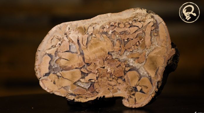 Esterco de Dinossauro fossilizado é encontrado após 126 milhões de anos