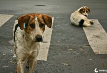 Oficial indiano propõe cães para o jantar