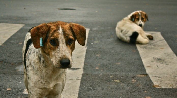 Oficial indiano propõe cães para o jantar