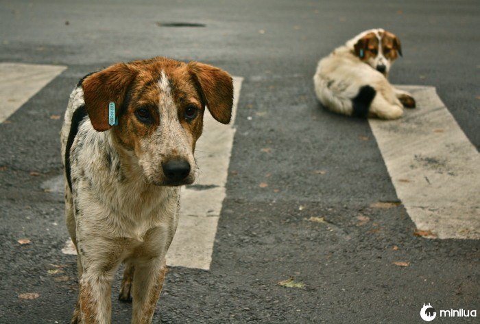 stray dogs on the street