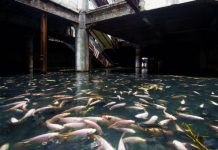 Shopping abandonado em Bangkok transformado em aquário grande