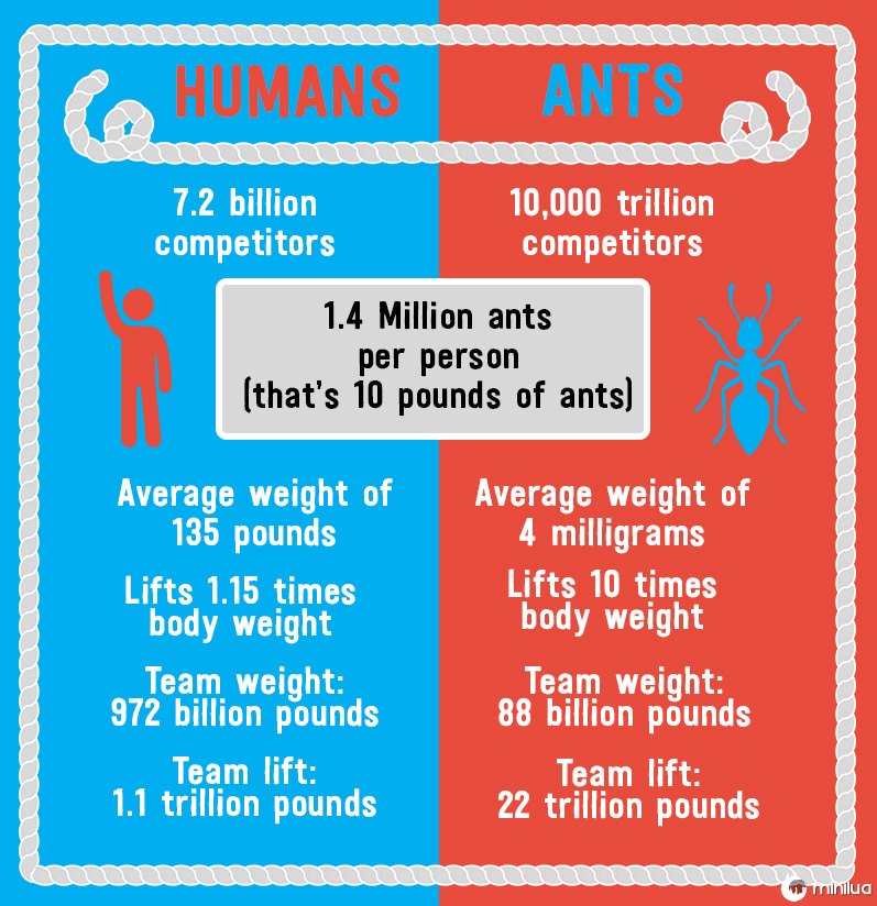 ants vs humans
