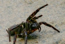 A aranha mais venenosa do mundo