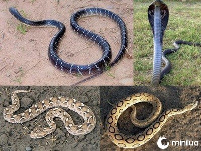 Big Four Venomous Snakes India